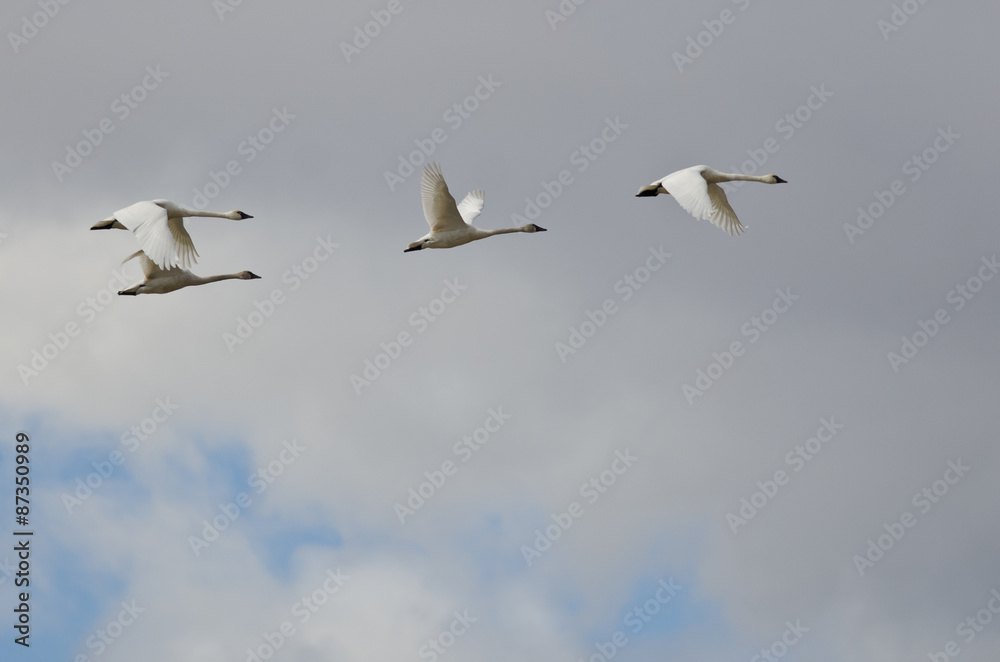 Obraz premium Four Tundra Swans Flying in a Cloudy Sky