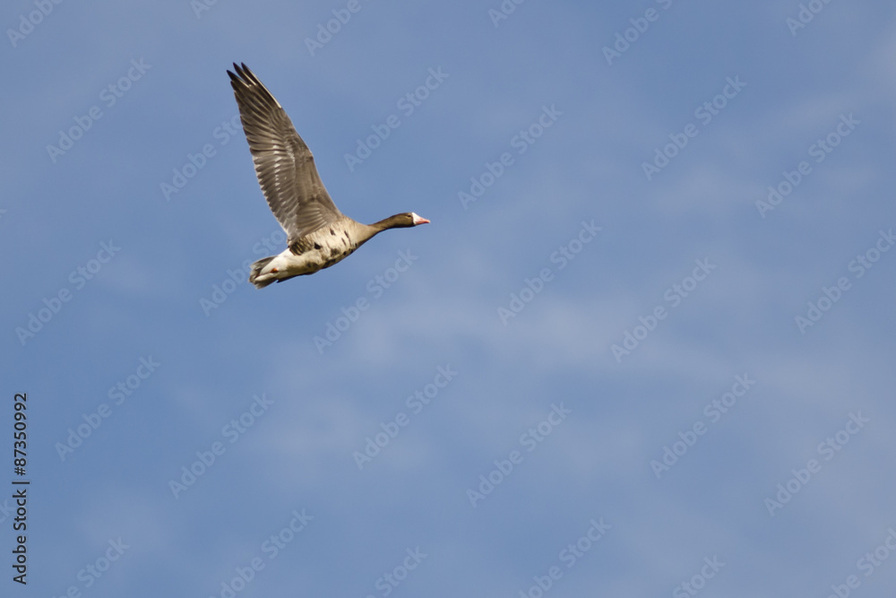 Lone Greater White-Fronted Goose Flying in a Blue Sky Lone Greater White-Fronted Goose Flying in a Blue Sky