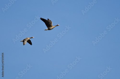 Pair of Greater White-Fronted Geese Flying in a Blue Sky