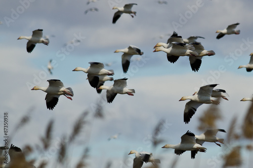 Flock of Snow Geese Landing in the Marsh © rck