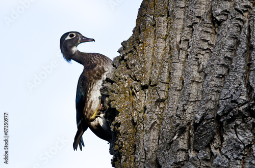 Photography Female Wood Duck Tending Her Nest