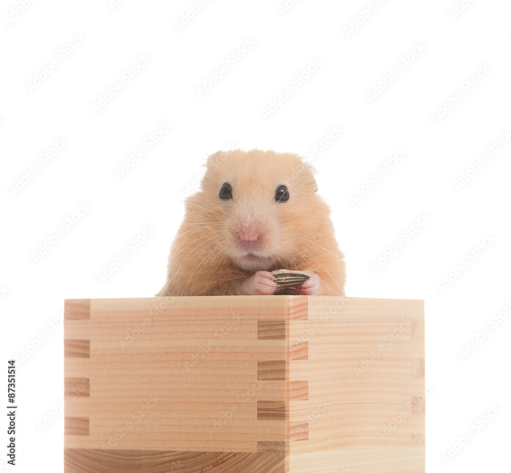 木箱の中でひまわりの種を食べるキンクマハムスター Stock Photo Adobe Stock