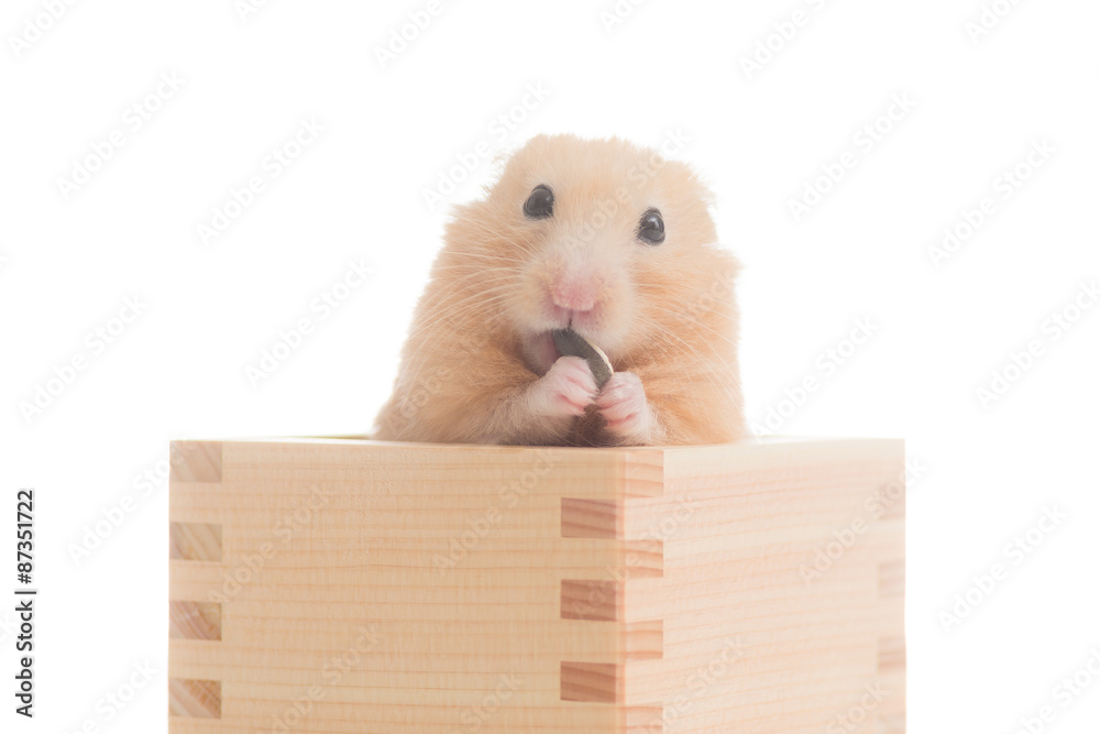 木箱の中でひまわりの種を食べるキンクマハムスター Stock 写真 Adobe Stock