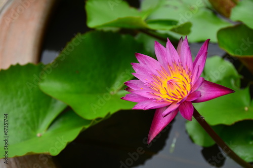 flowers,lotus,color,pink,wall,green,water,background,nature,bloom,plant