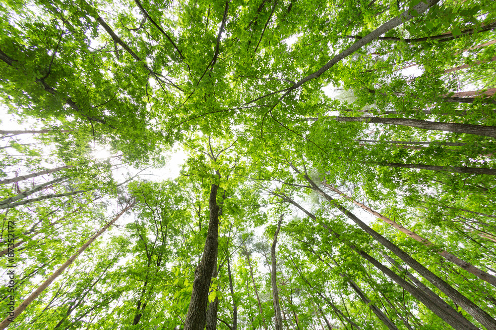 Obraz premium 新緑の森
