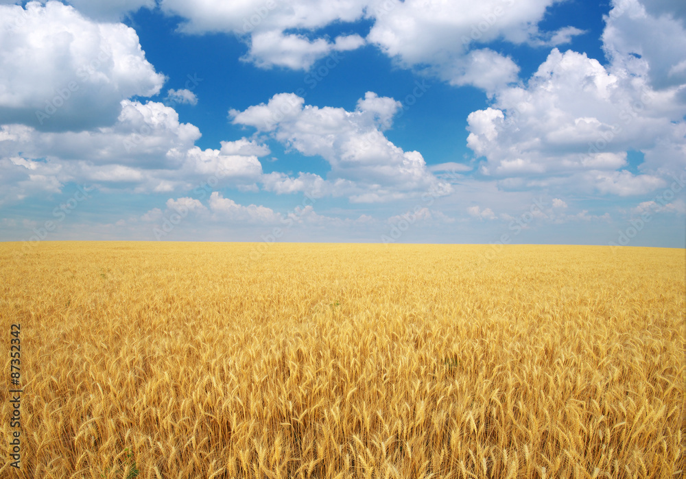 Meadow of wheat.