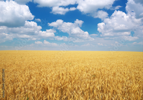 Meadow of wheat.