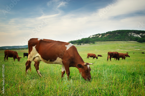 Cow in meadow.