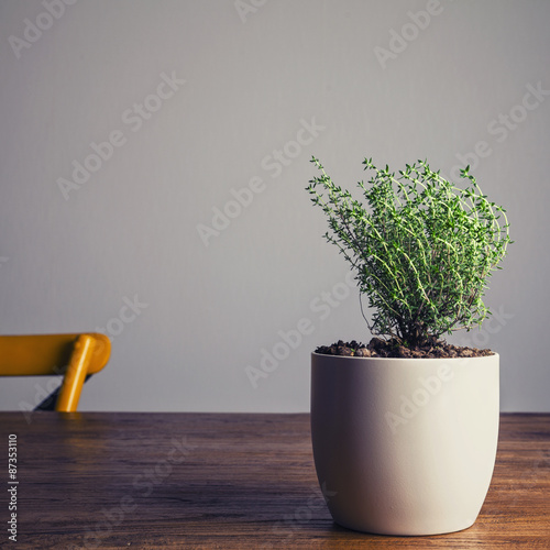 Pot with thyme on kitchen wooden table