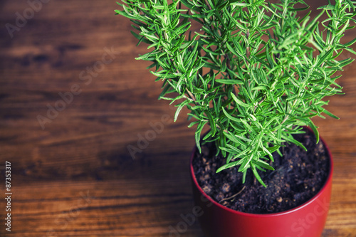 Pot with rosemary on kitchen wooden table