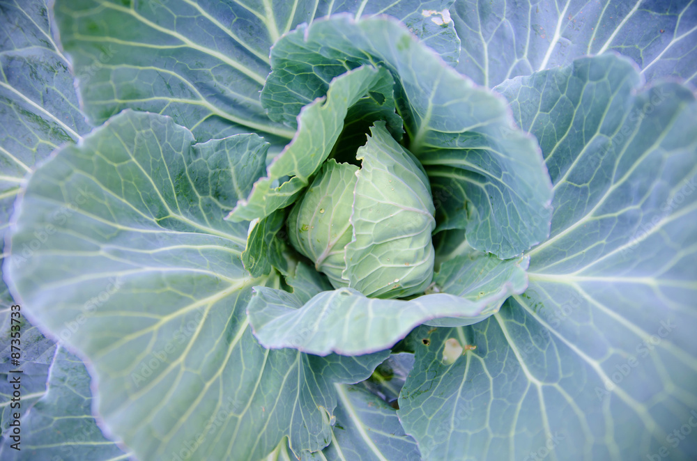 Obraz premium fresh cabbage in the vegetable garden