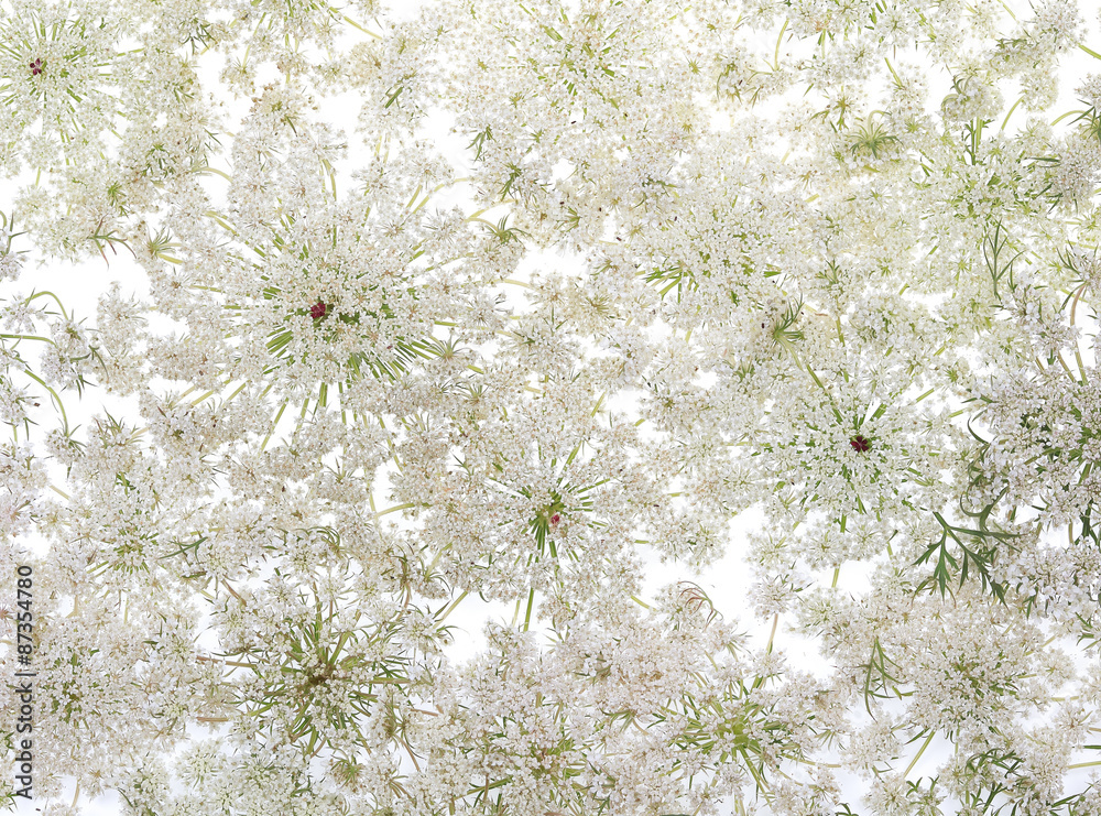 Wild carrot flower on white background Wild carrot flower on white background