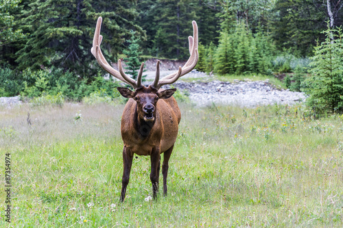 wildlife - Elk