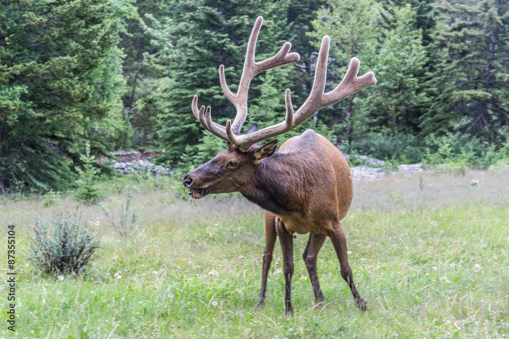 Elks at the Bow Valley Parkway