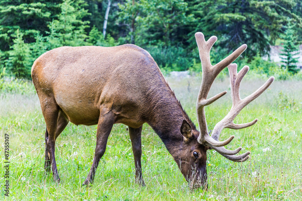 Elks at the Bow Valley Parkway Elks at the Bow Valley Parkway