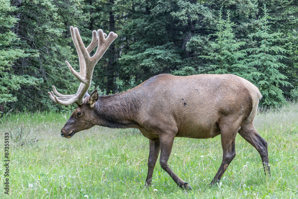 Elks at the Bow Valley Parkway Elks at the Bow Valley Parkway