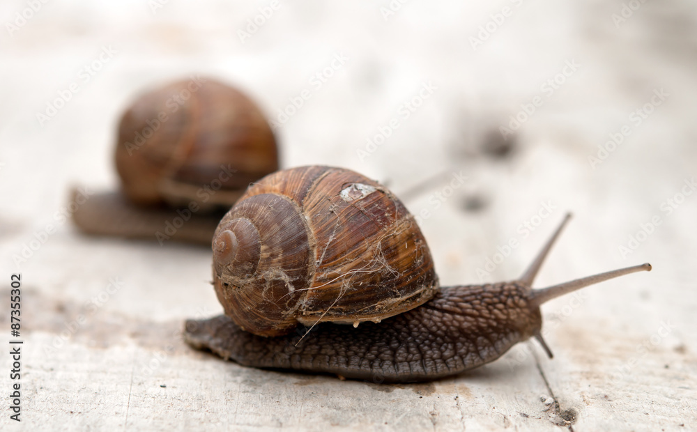 edible snail edible snail