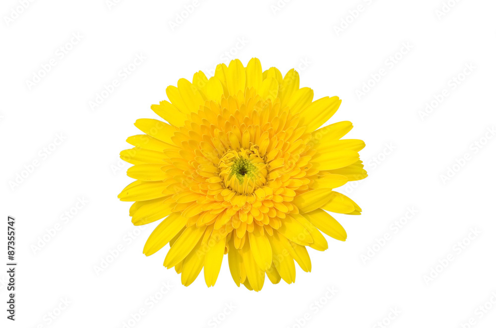 Yellow Gerbera bloom Flowers isolated on white background Yellow Gerbera bloom Flowers isolated on white background