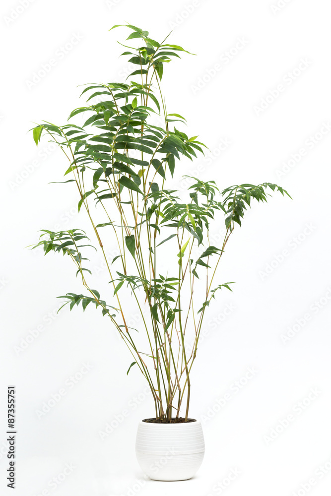 Fototapeta premium 竹 ホウオウチク