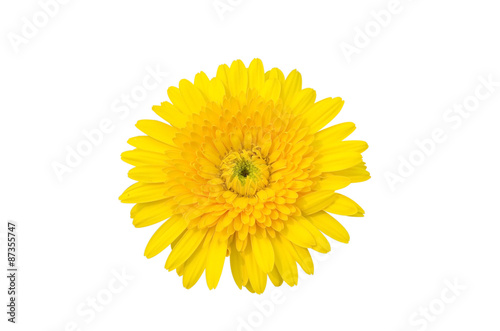 Yellow Gerbera bloom Flowers isolated on white background