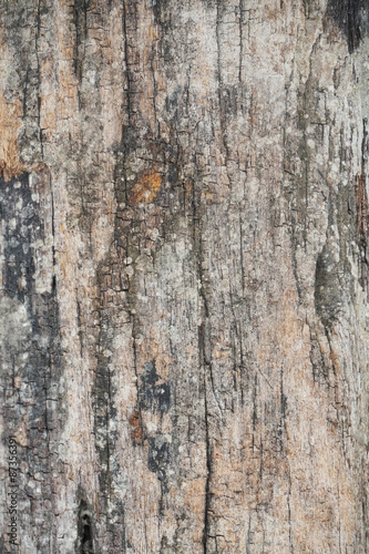 Fototapeta Naklejka Na Ścianę i Meble -  Wood Texture background.