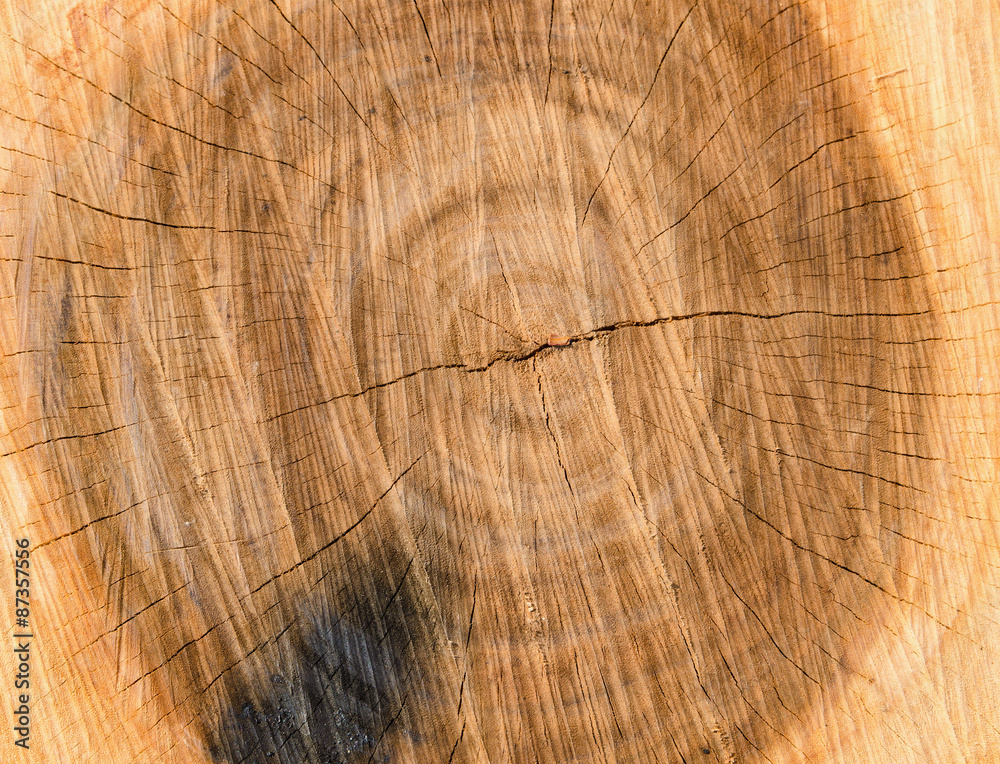 Fototapeta premium stump of tree felled - section of the trunk with annual rings