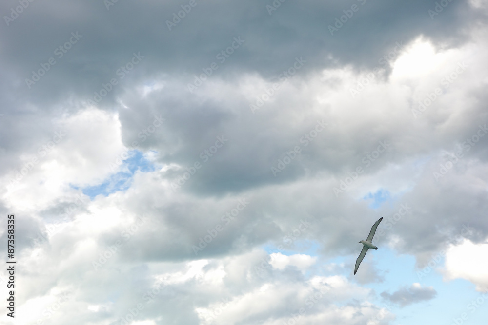 Obraz premium Albatross bird