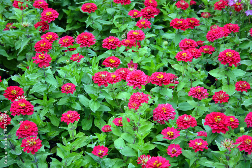 Fototapeta premium Boston Public Garden..