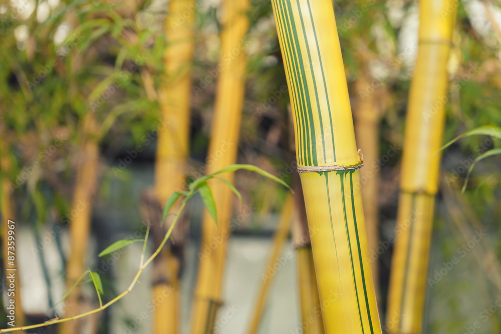 Fototapeta premium Lush bamboo tree