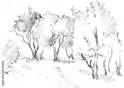 grove of deciduous trees