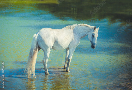 white horse