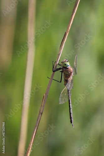 Male lesser emperor (Anax parthenope) sitting on a reed stem © jojoo64