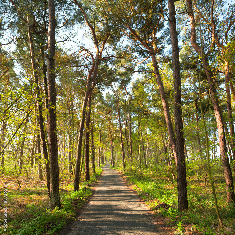 Fototapeta premium Narrow foot path in pine forest in spring