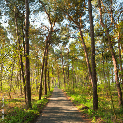 Narrow foot path in pine forest in spring