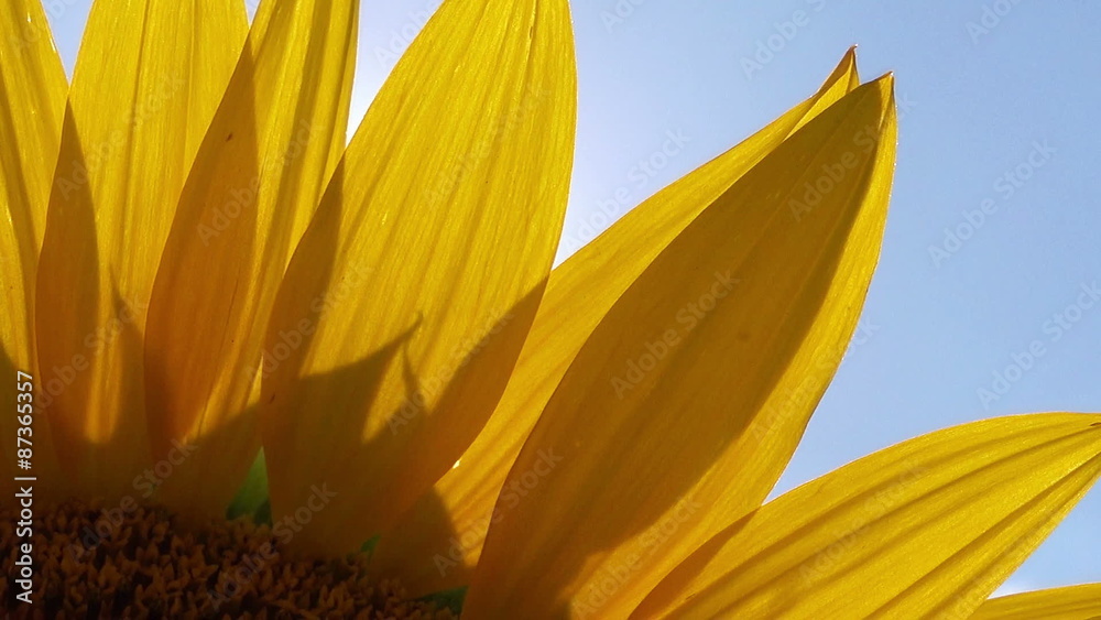 Sunlight Rays Shining Through Sunflower Petals Agricultural Field on Sunny Summer Day, Beautiful Cultivated Helianthus Plant Sunlight Rays Shining Through Sunflower Petals Agricultural Field on Sunny Summer Day, Beautiful Cultivated Helianthus Plant