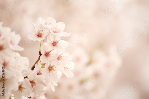 満開の桜 © kyonnta