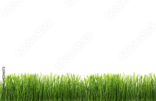 Green grass isolated on white