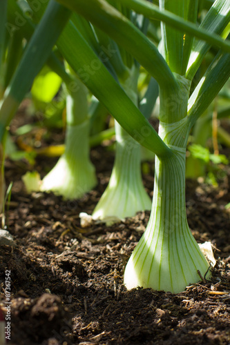 Growing onion blured background
