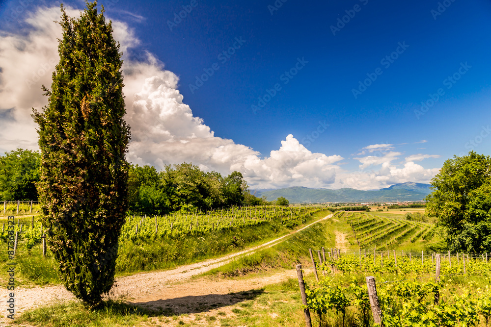 Naklejka premium lonely tree on a country road