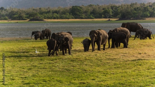elephant watching on a safari game drive