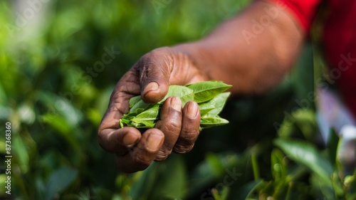 visiting the lipton tea plantation in haputale sri lanka photo