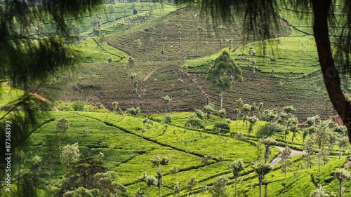 visiting the lipton tea plantation in haputale sri lanka photo