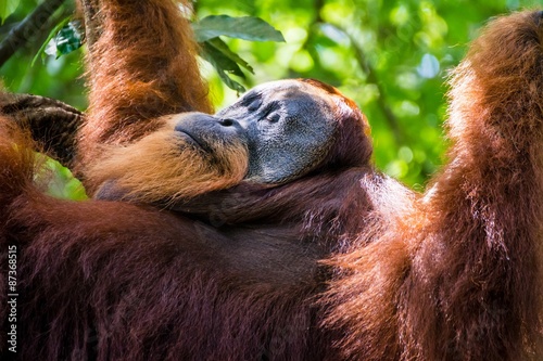 spotting wild orang utans while trekking the jungle of sumatra photo