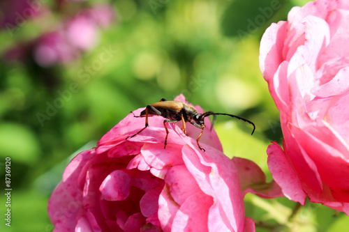 Käfer auf Blüte 2