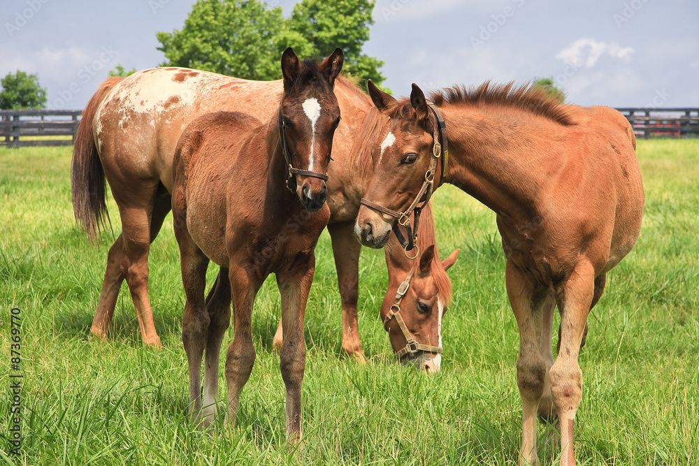Obraz premium Mare Horse and Colts in a Kentucky Pasture