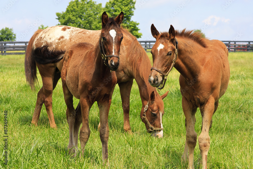 Mare Horse and Colts in a Kentucky Pasture Mare Horse and Colts in a Kentucky Pasture