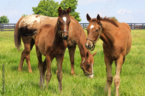 Mare Horse and Colts in a Kentucky Pasture