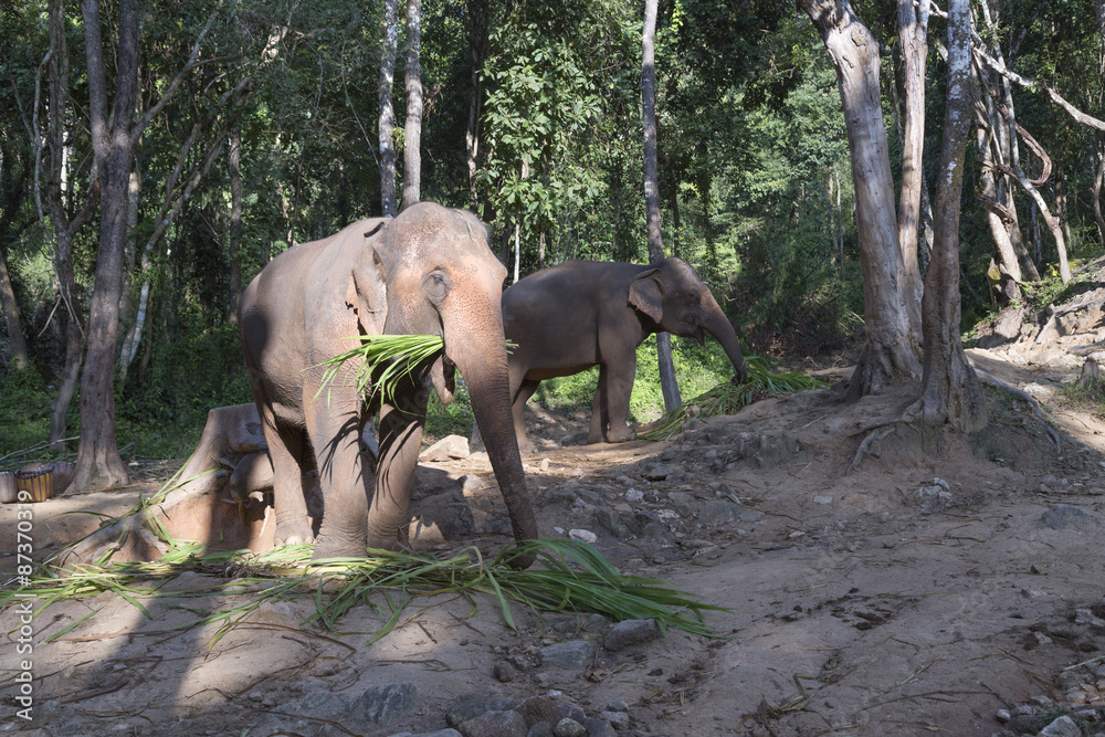 Fototapeta premium Chiang Mai elephant camp