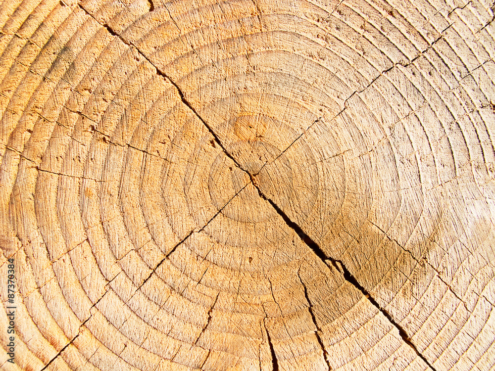 Naklejka premium Świeże drewniane kołki