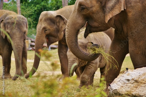 Слоны в зоопарке